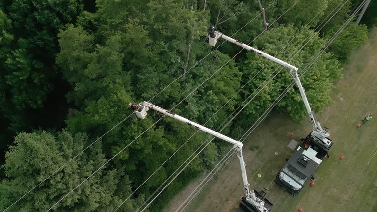  Brent, FL Tree Removal and Landscaping Services Pros